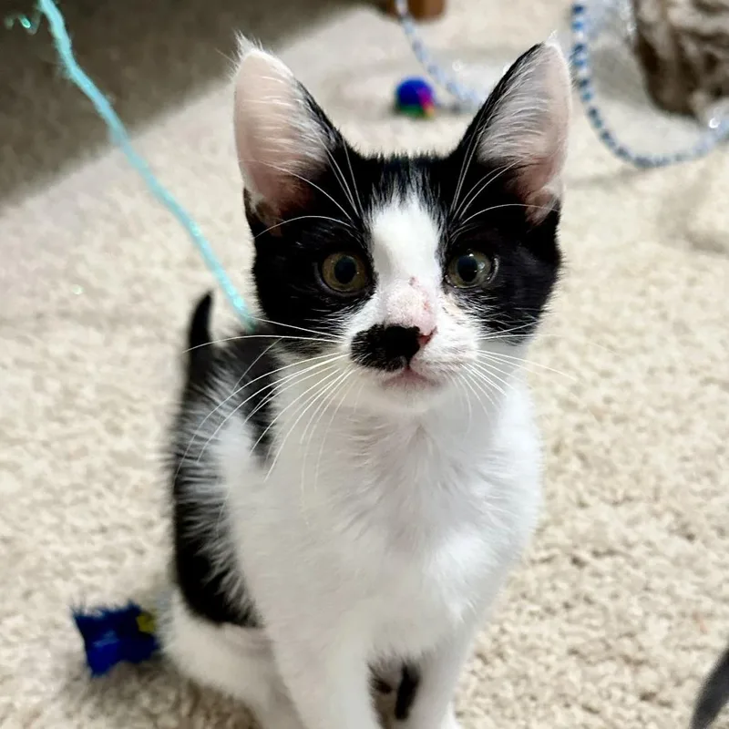 A baby small-sized female Black Domestic Short Hair cat named Lily for adoption in Houston, TX