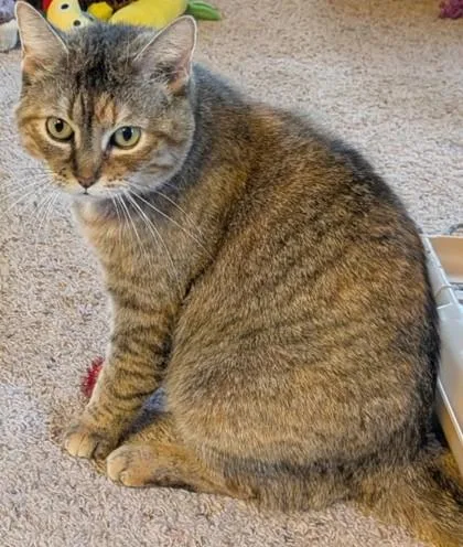 An adult medium-sized female Domestic Short Hair cat named Flutters for adoption in Shawano, WI