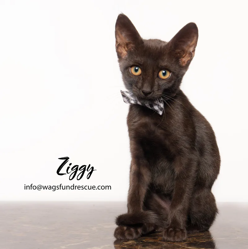 Ziggy