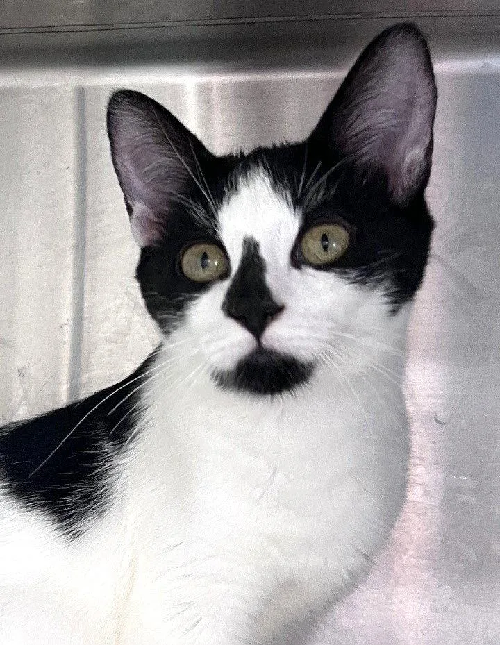 A young medium-sized female Domestic Short Hair cat named Clara for adoption in Carrollton, GA