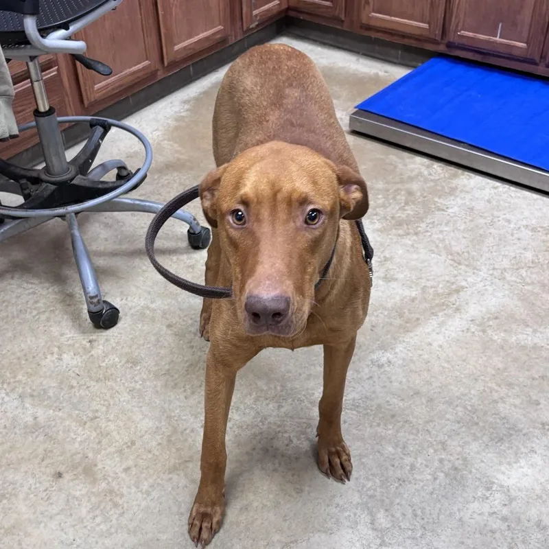 An adult large-sized male Red / Chestnut / Orange Hound dog named Redd  U for adoption in Tupelo, MS