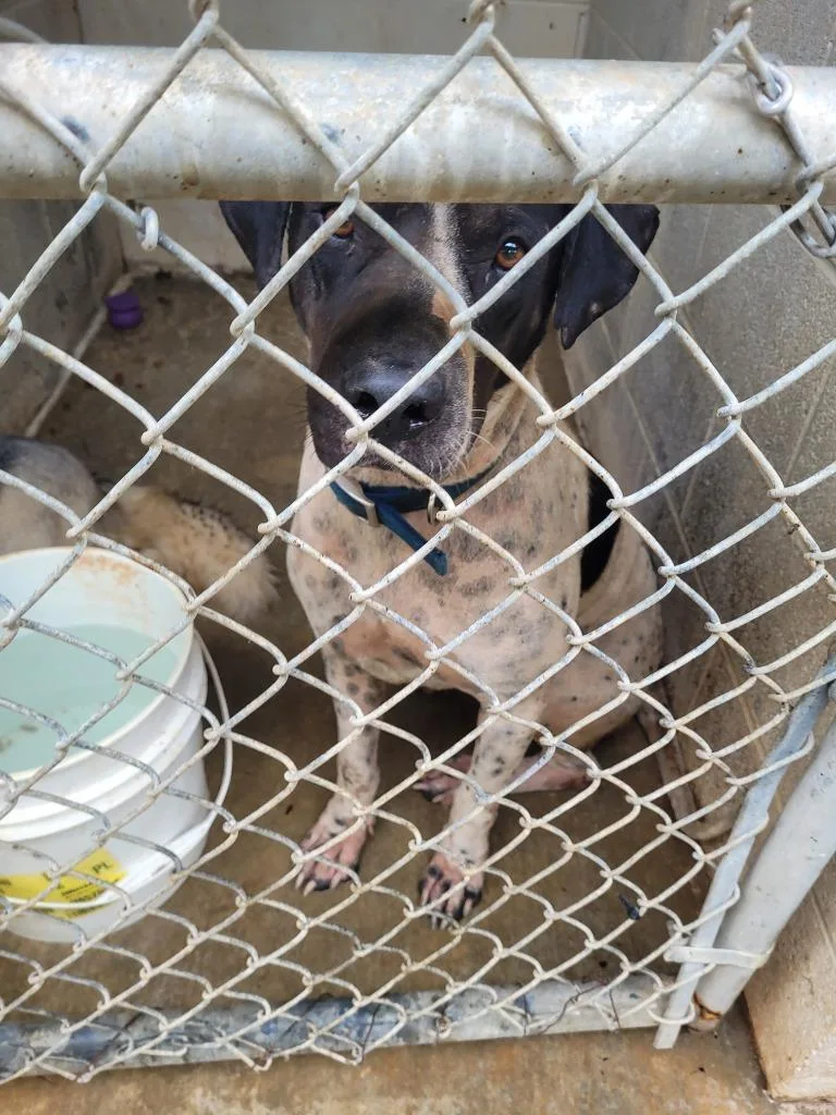 A young large-sized male Pit Bull Terrier dog named Brutus for adoption in Lawrenceburg, TN