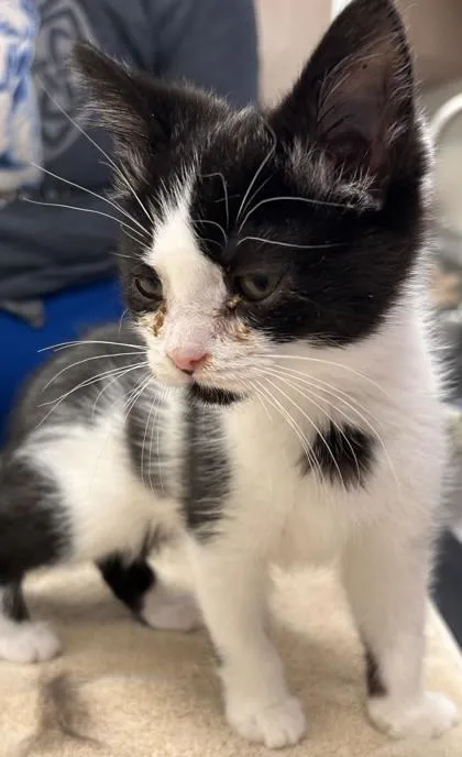 A baby small-sized female Domestic Short Hair cat named Lamby for adoption in Fishers, IN