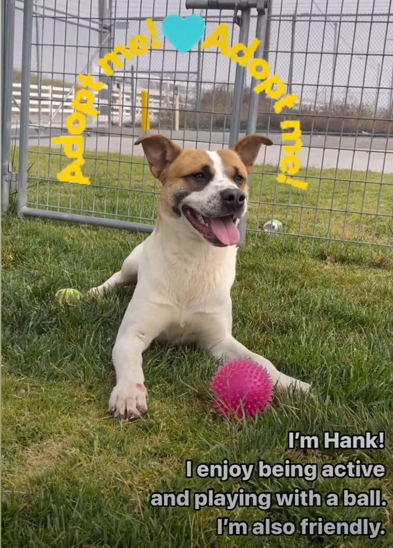 Hank!! thumbnail 3