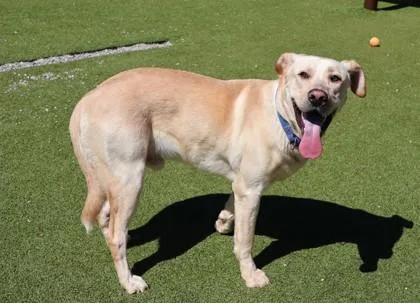 King Roy thumbnail 2