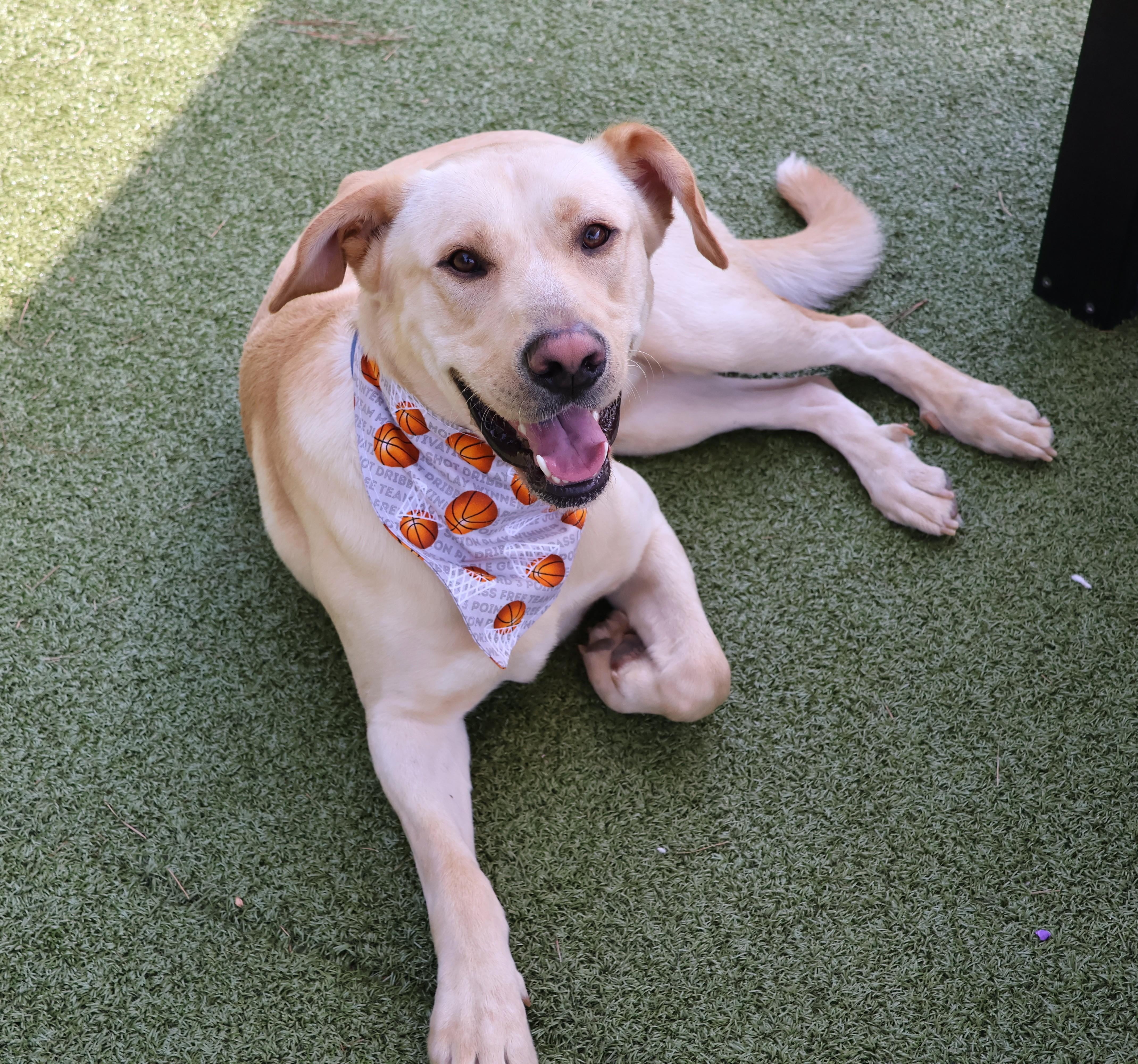 King Roy thumbnail 3