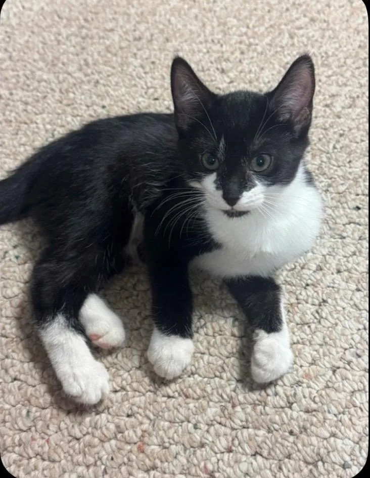 A baby small-sized female Domestic Short Hair cat named Clementine for adoption in Randolph, AL