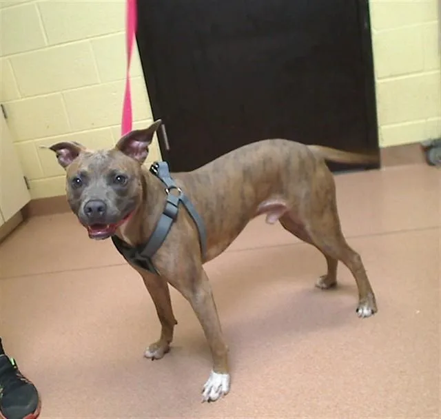 An adult medium-sized male Pit Bull Terrier dog named Adam for adoption in Cookeville, TN
