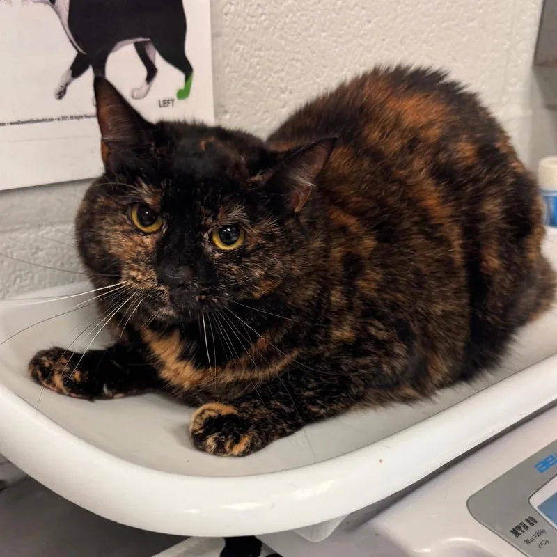 An adult medium-sized female Tortoiseshell Domestic Short Hair cat named Turtle for adoption in Birdsboro, PA