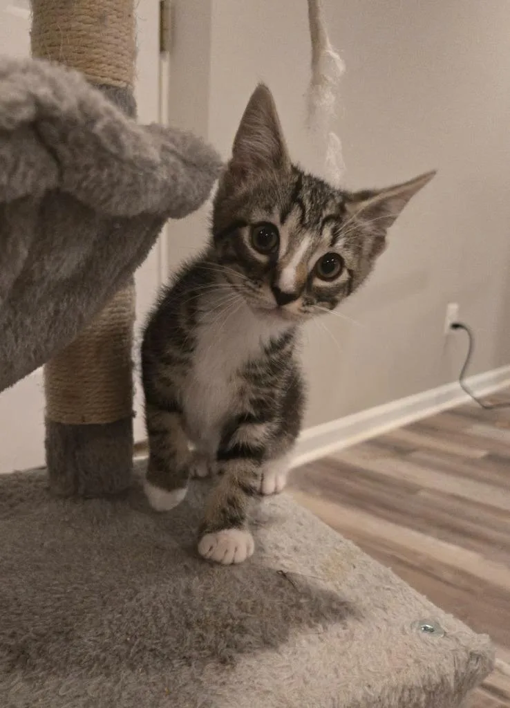 A baby medium-sized male Domestic Short Hair cat named Stephen Colbert for adoption in Parkville, MD