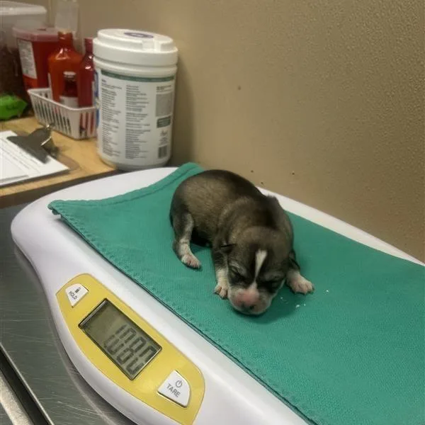 A baby small-sized male Brown / Chocolate Husky dog named Rocco for adoption in Tacoma, WA