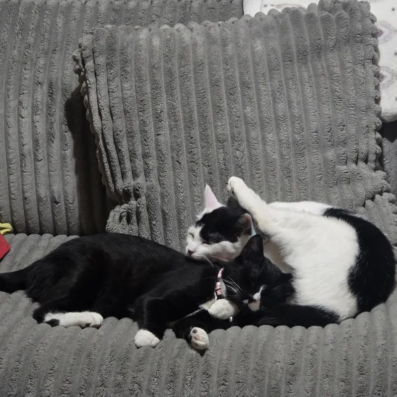 Oreo With Hans