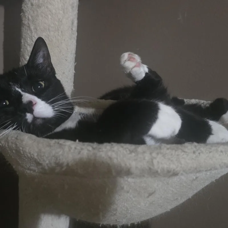 Oreo With Hans thumbnail 2