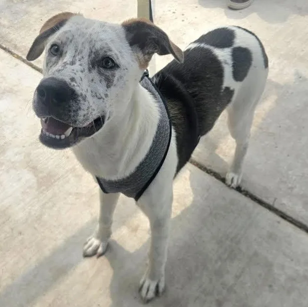 An adult medium-sized male White / Cream Catahoula Leopard Dog dog named Tobey for adoption in CORPUS CHRISTI, TX
