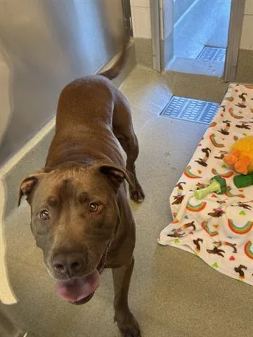 An adult small-sized male Labrador Retriever dog named Moose for adoption in San Martin, CA