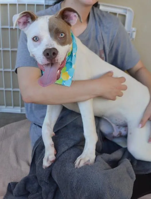 A baby large-sized male Pit Bull Terrier dog named Ronoldo for adoption in McKinney, TX