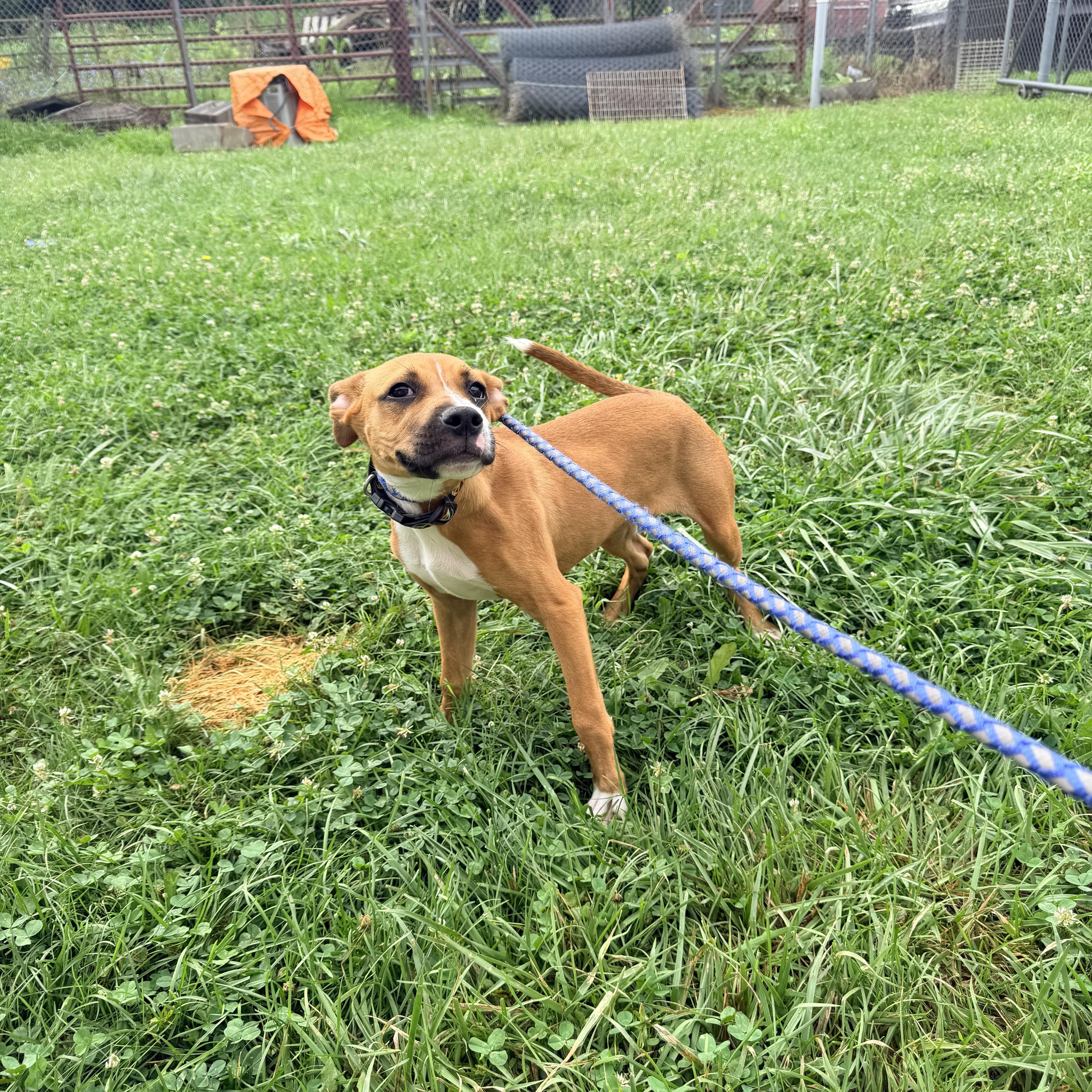 A young medium-sized male Golden Mixed Breed dog named Rusty for adoption in Logan, OH