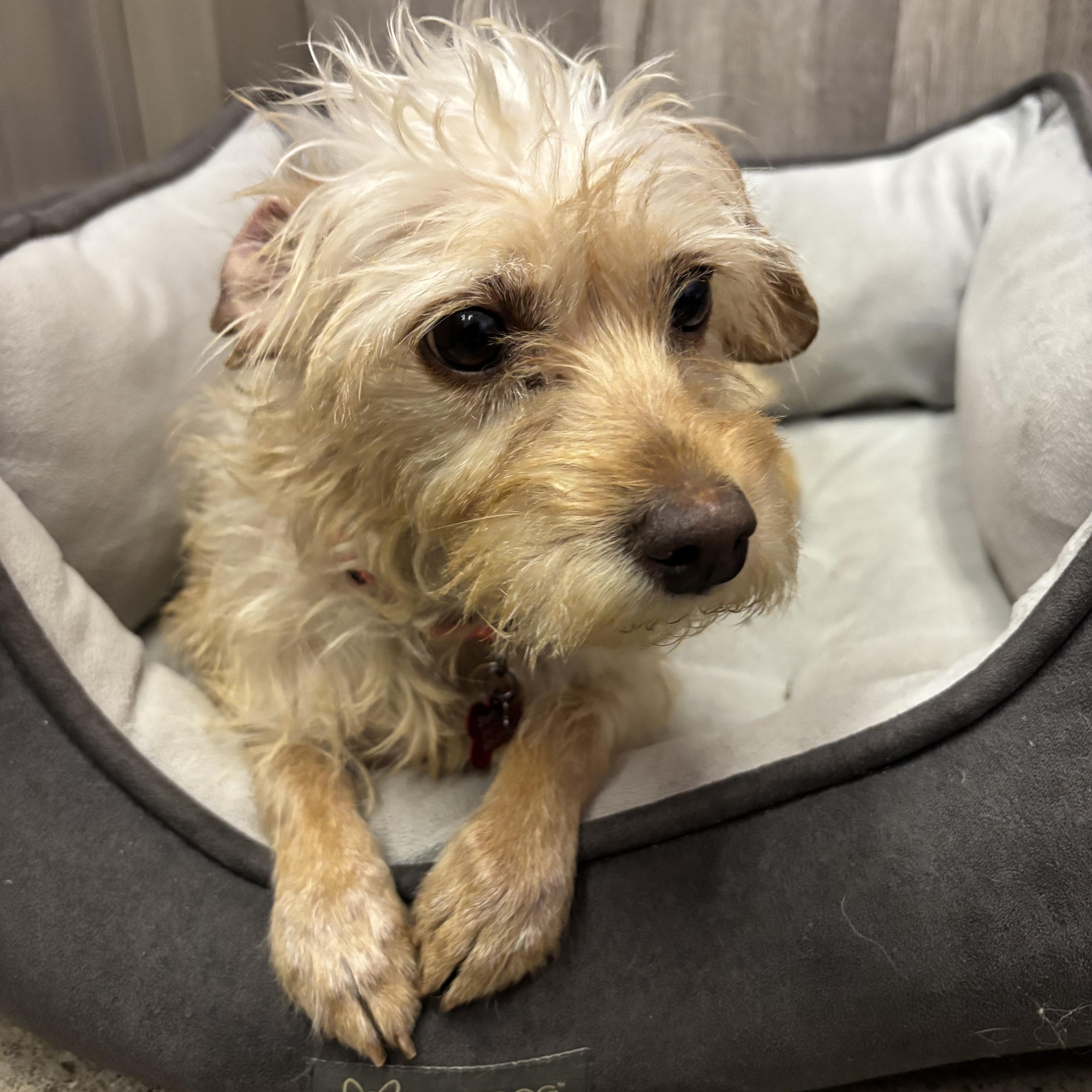 An adult small-sized female Apricot / Beige Terrier dog named Simone Styles for adoption in Thousand Oaks, CA