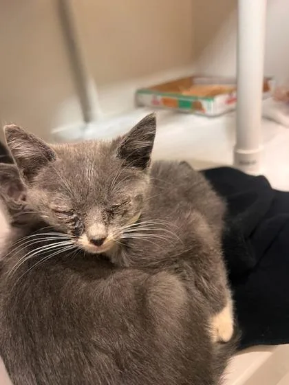 A baby small-sized male Domestic Short Hair cat named Harlow for adoption in Honolulu, HI