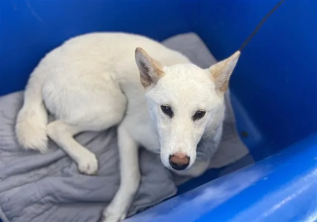 A baby large-sized male Mixed Breed dog named Pongo for adoption in Dallas, TX