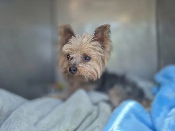 An adult small-sized male Yorkshire Terrier dog named Pen Surgery Suite Chewbacca for adoption in Lawrenceville, GA