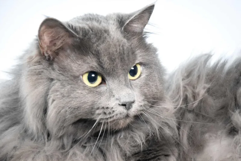 An adult small-sized female Domestic Medium Hair cat named Elsie for adoption in Loveland, CO