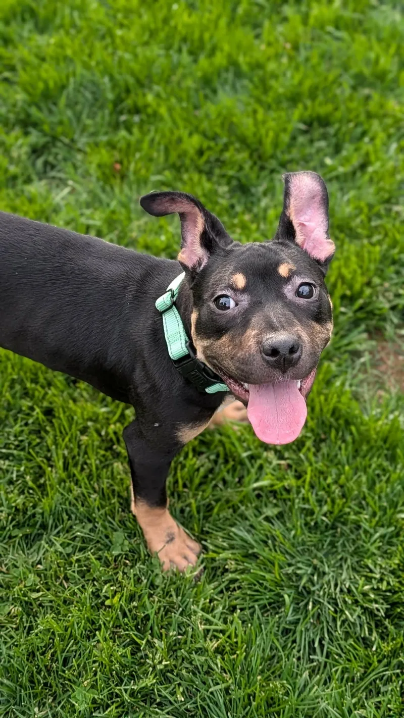 A young large-sized female Pit Bull Terrier dog named Misdemeanor for adoption in New Baltimore, MI