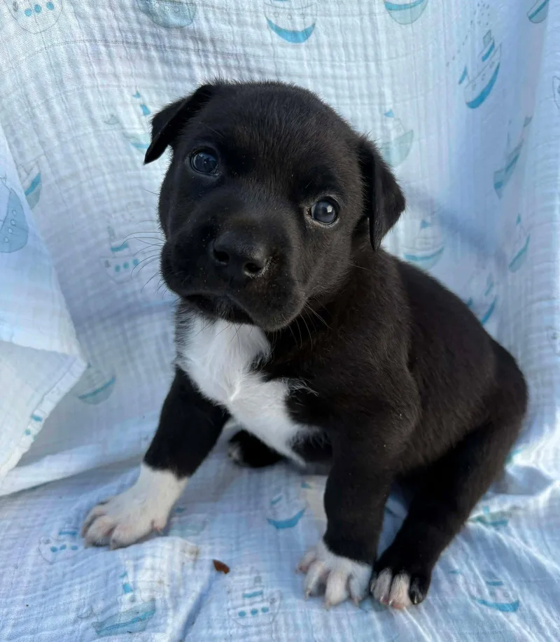 A baby medium-sized female American Staffordshire Terrier dog named Mia for adoption in Holly Springs, NC