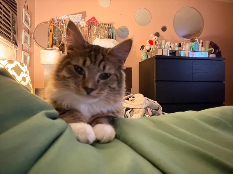 A baby medium-sized female Domestic Medium Hair cat named Eos for adoption in Pawtucket, RI