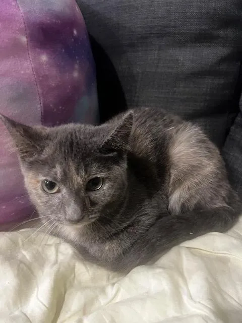 A baby medium-sized female Domestic Short Hair cat named Swift River Cruiser for adoption in Cincinnati, OH
