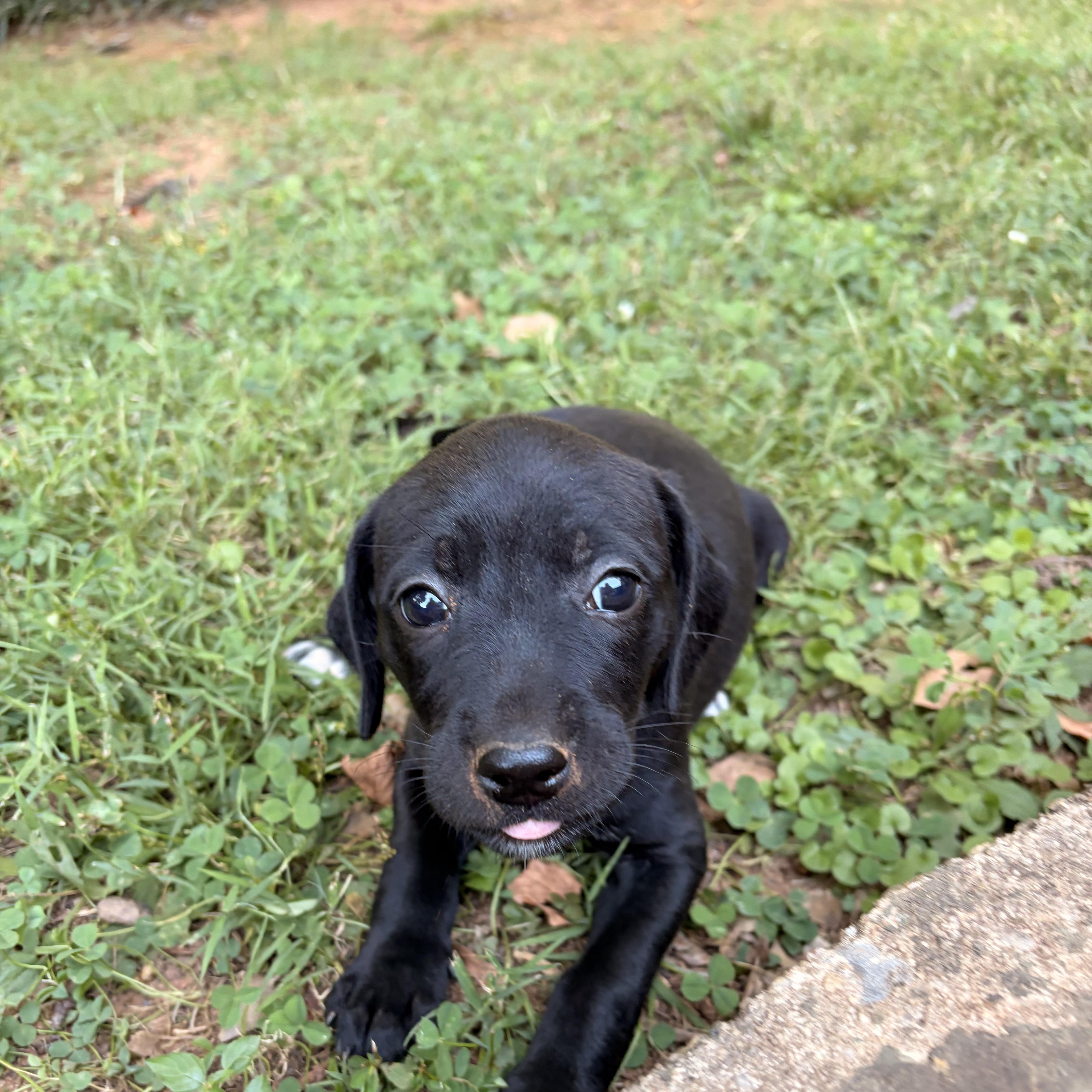 A baby medium-sized female Black Labrador Retriever dog named Lorena for adoption in Rock Hill, SC