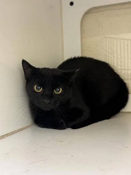 A young small-sized female Domestic Short Hair cat named Lilith for adoption in Vero Beach, FL