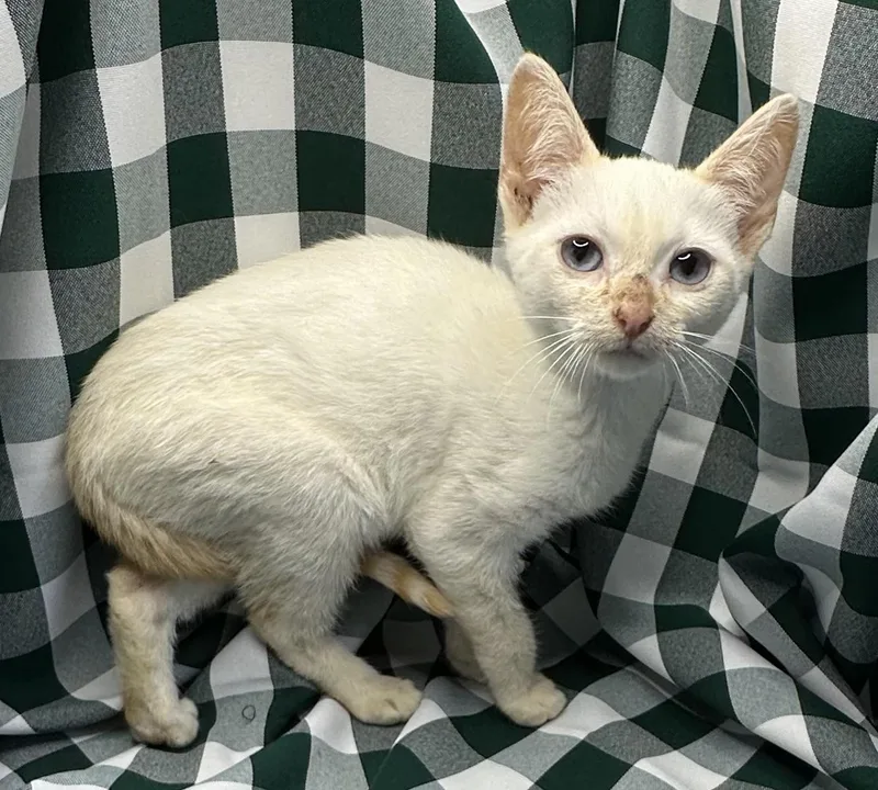 A baby small-sized male Siamese cat named Imbasha for adoption in San Diego, CA
