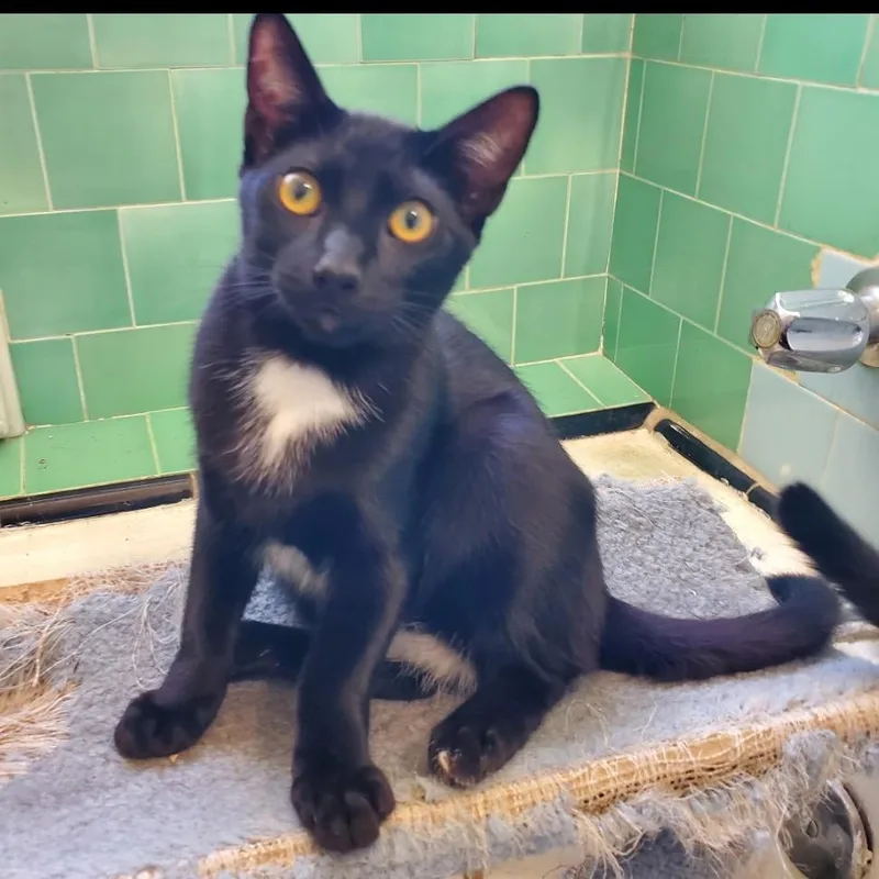 A baby small-sized male Black Domestic Short Hair cat named Loki for adoption in Los Angeles, CA