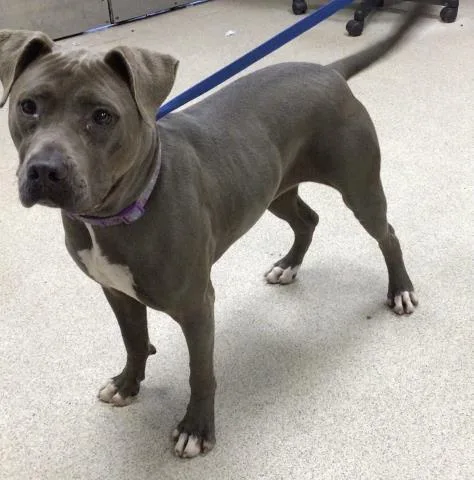 An adult large-sized female Pit Bull Terrier dog named Luz for adoption in Riverside, CA