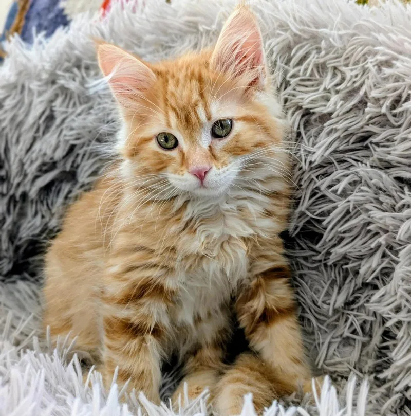 A baby medium-sized male Domestic Long Hair cat named Gingersnap for adoption in Logan, UT