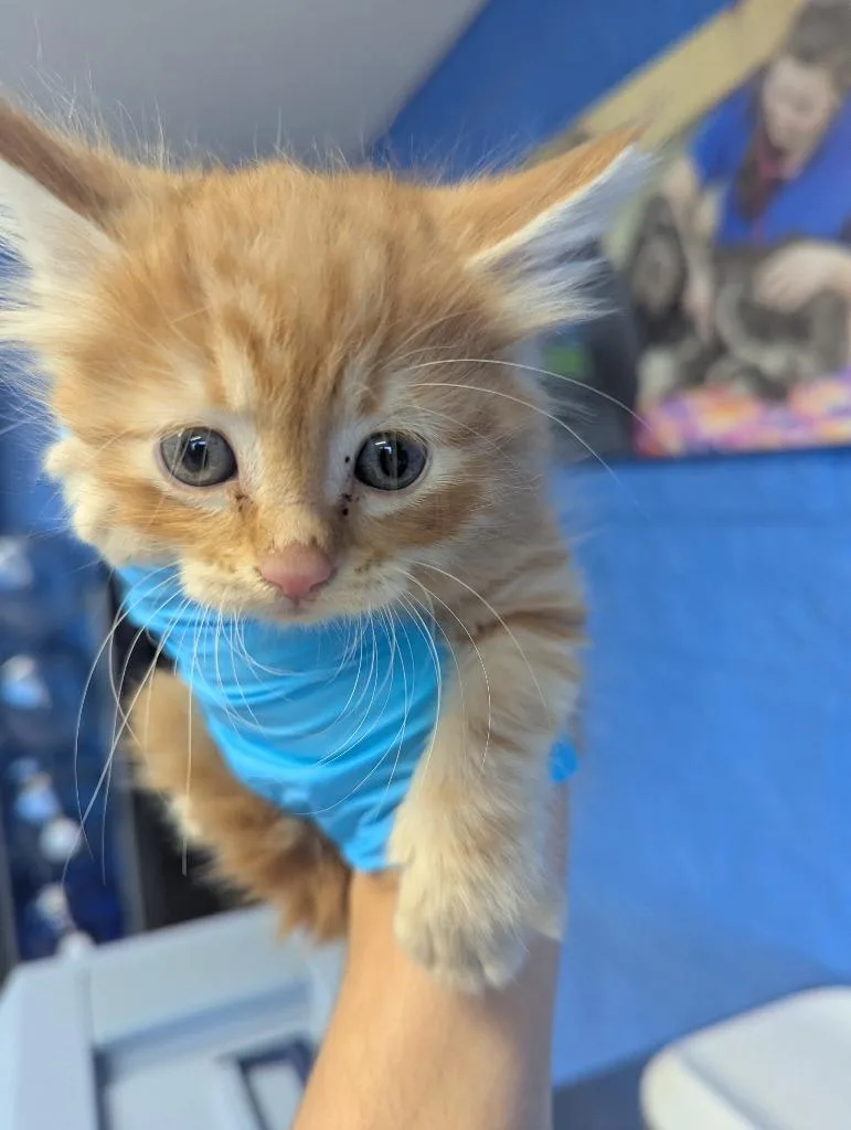 Gingersnap thumbnail 2