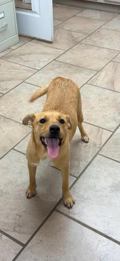 A young medium-sized female Mixed Breed dog named Paddy Cake for adoption in Batesville, AR