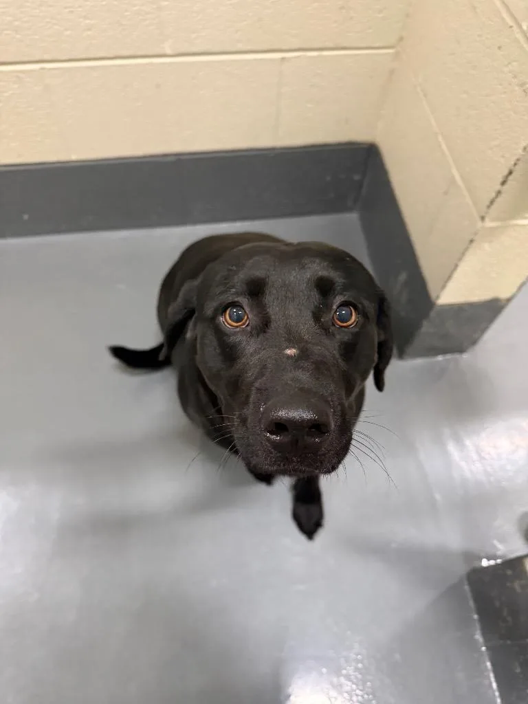 An adult medium-sized female Labrador Retriever dog named Boone for adoption in Johnson City, TN