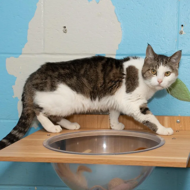 A senior medium-sized female Domestic Short Hair cat named Luna for adoption in Troy, OH