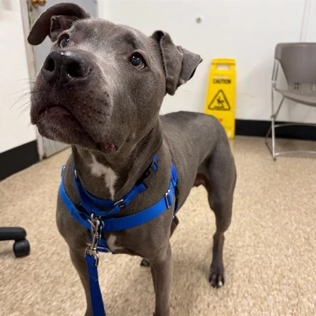 A senior large-sized male Pit Bull Terrier dog named Romeo for adoption in Boston, MA