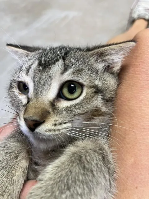 A baby small-sized male Tabby (Brown / Chocolate) Domestic Short Hair cat named Snap Pea for adoption in Anoka, MN