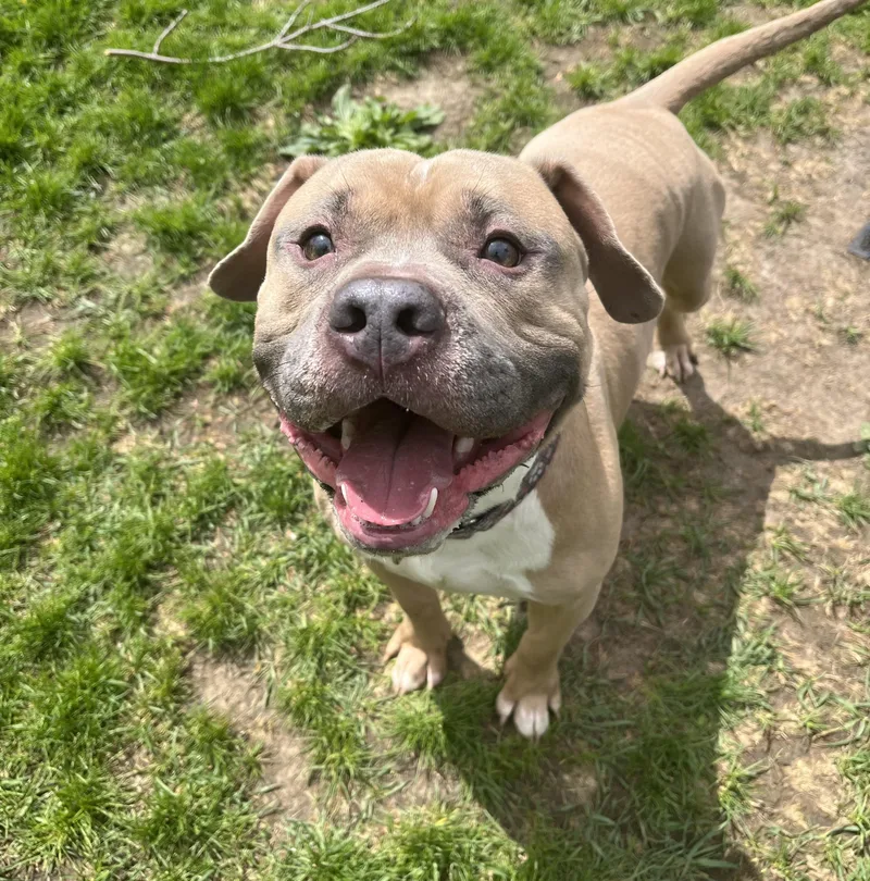 An adult medium-sized male Yellow / Tan / Blond / Fawn Pit Bull Terrier dog named Brick for adoption in Cedar Rapids, IA