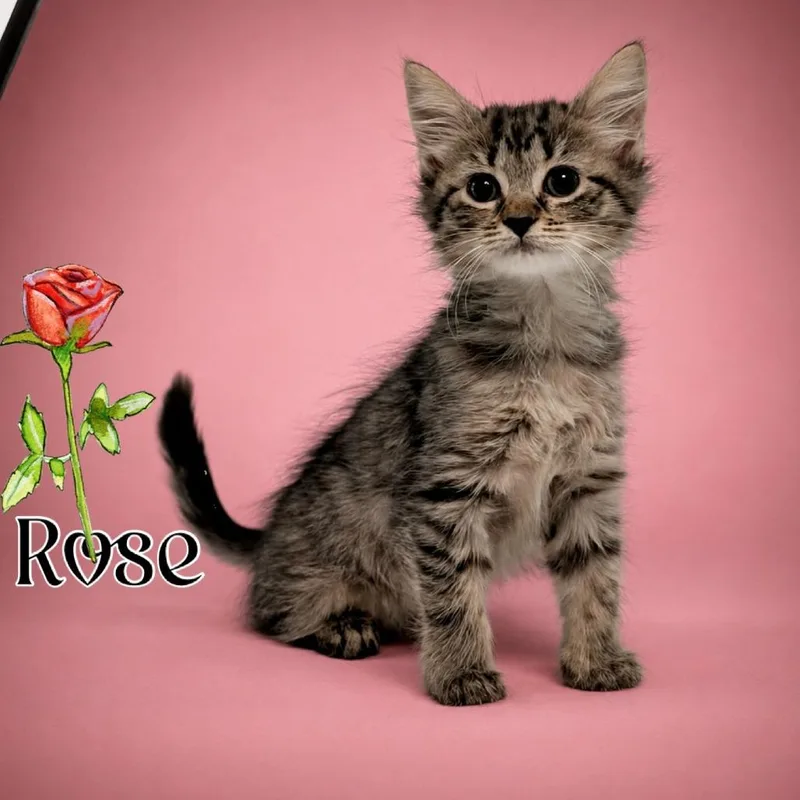 Rose Petal