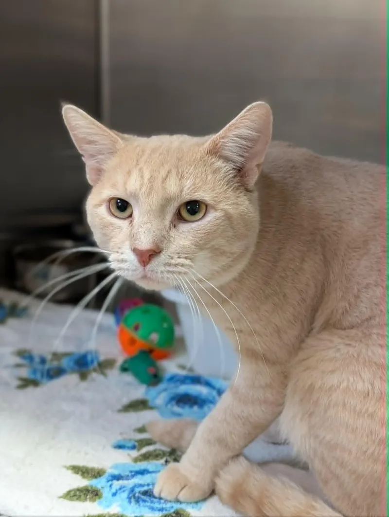 An adult medium-sized male Buff / Tan / Fawn Domestic Short Hair cat named Club for adoption in Chambersburg, PA