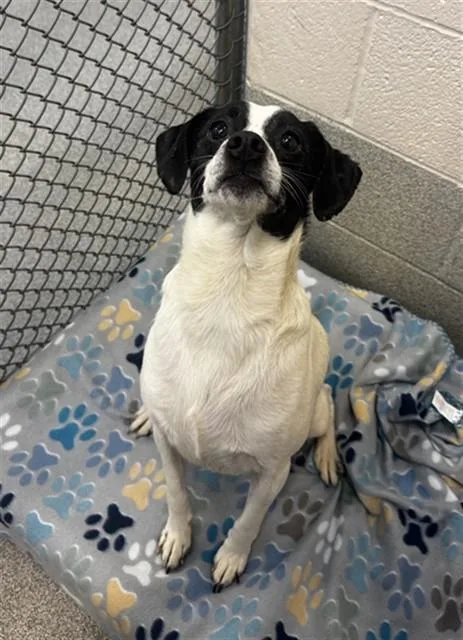 A young medium-sized male Beagle dog named Frankie for adoption in Statesville, NC