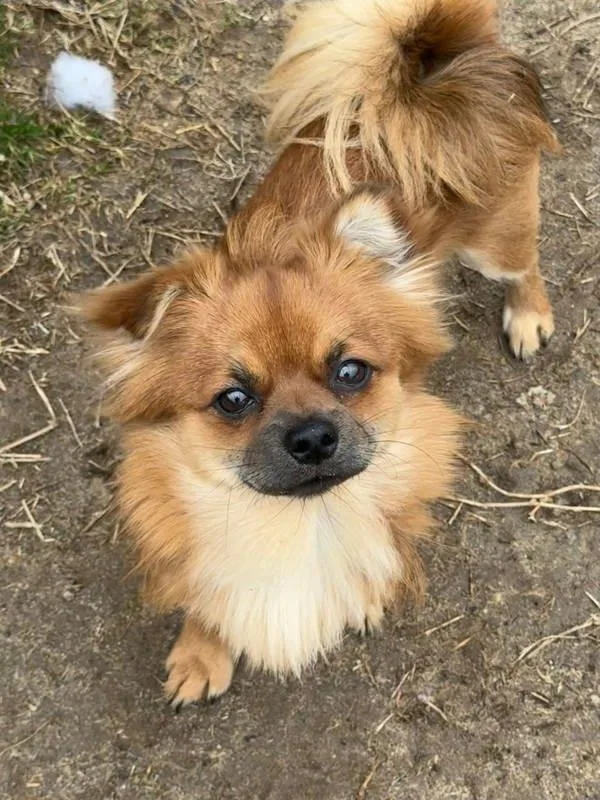 A young small-sized male Pomeranian dog named Lightning Mcqueen for adoption in Millersville, MD