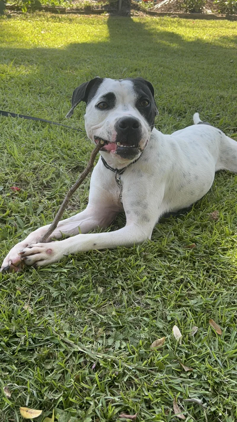 A young medium-sized male Boxer dog named Copper for adoption in Lake Forest, IL