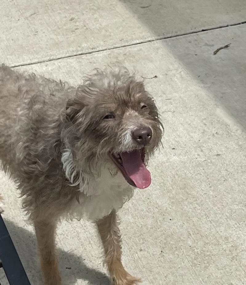 An adult medium-sized female Mixed Breed dog named Hazie for adoption in Germantown, OH