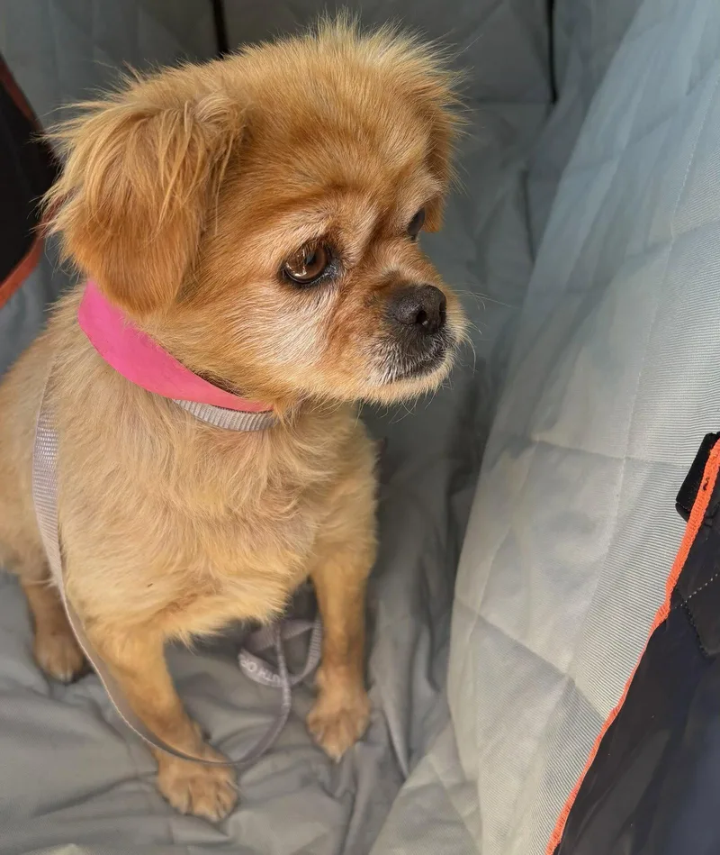 An adult small-sized female Mixed Breed dog named June Bug for adoption in Santa Ana, CA